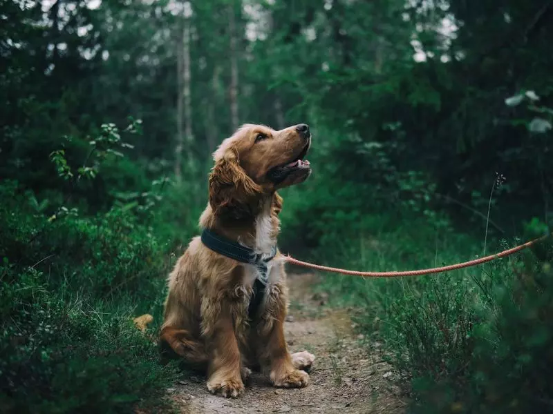 Hond bij een van de accommodaties